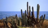 Bonaire Cacti